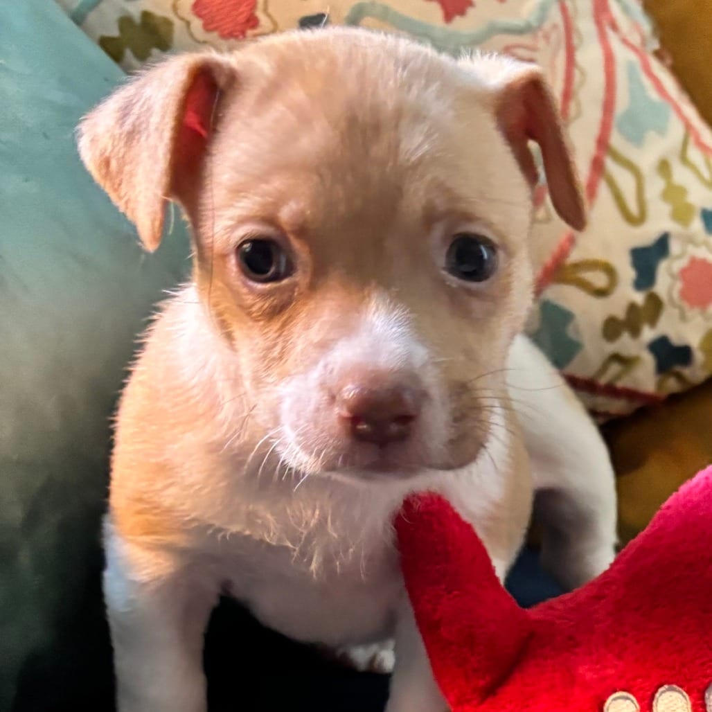 Photo of Burrito, adoptable Terrier / Mixed Breed (Medium) in Raleigh area, North Carolina
