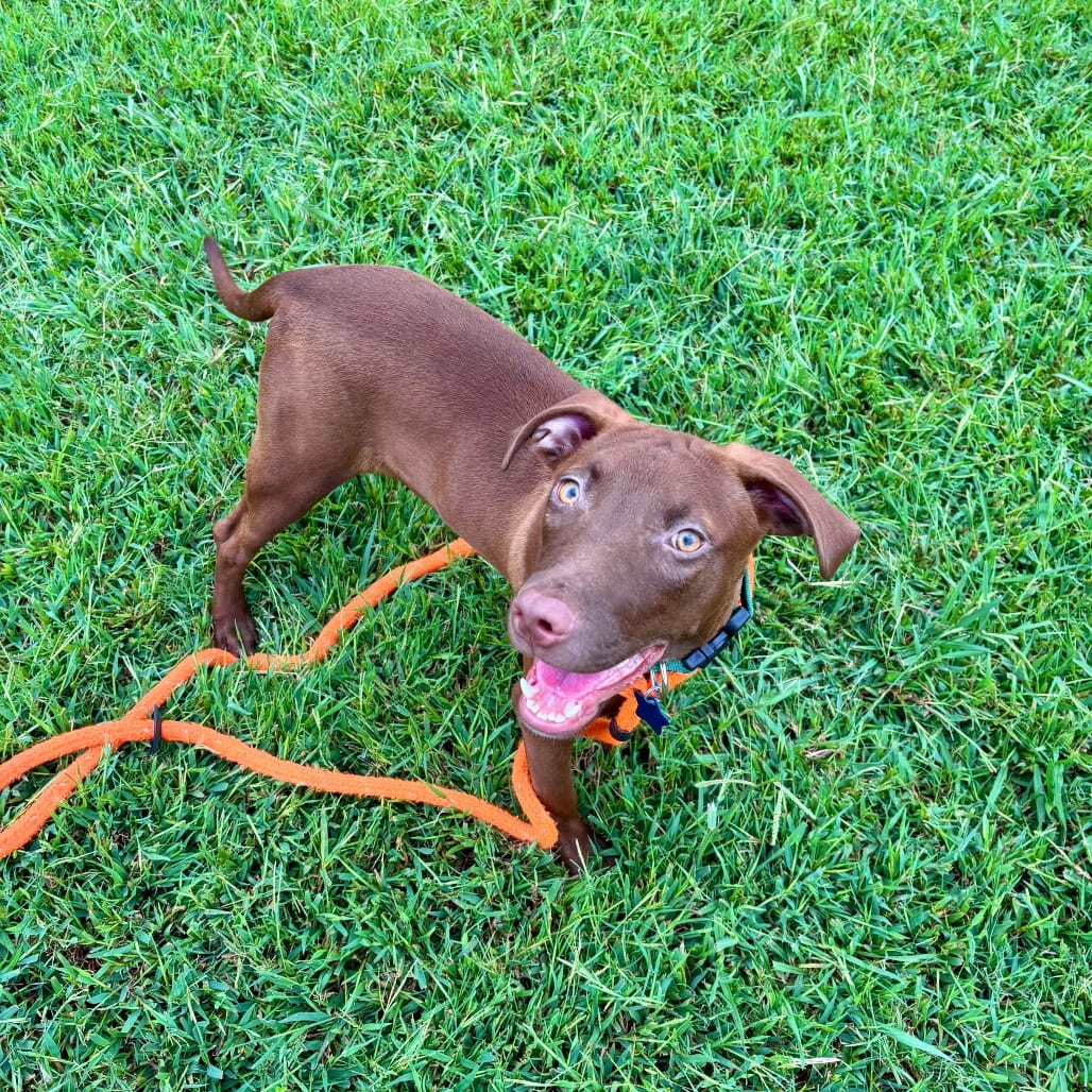 Photo of Tootsie Roll, adoptable Retriever, Chocolate Labrador / Mixed Breed (Medium) in Chesapeake, Virginia