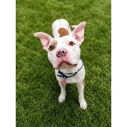 Photo of Dozer, adoptable Mixed Breed (Medium) in Georgetown, Delaware