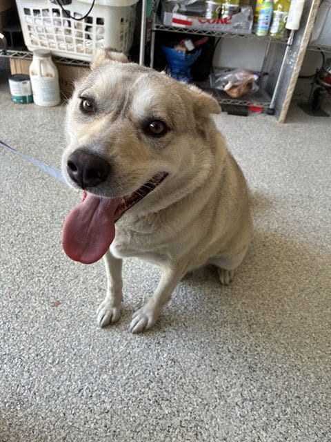Photo of Buddy, adoptable Siberian Husky in Rancho Cucamonga, California