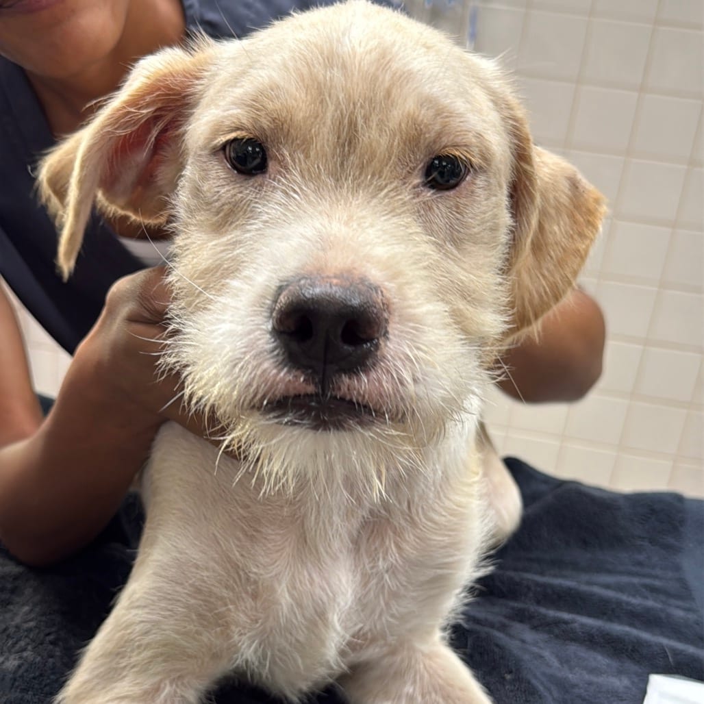 Photo of Sonny A2290468, adoptable Mixed Breed (Medium) in Middletown, New York