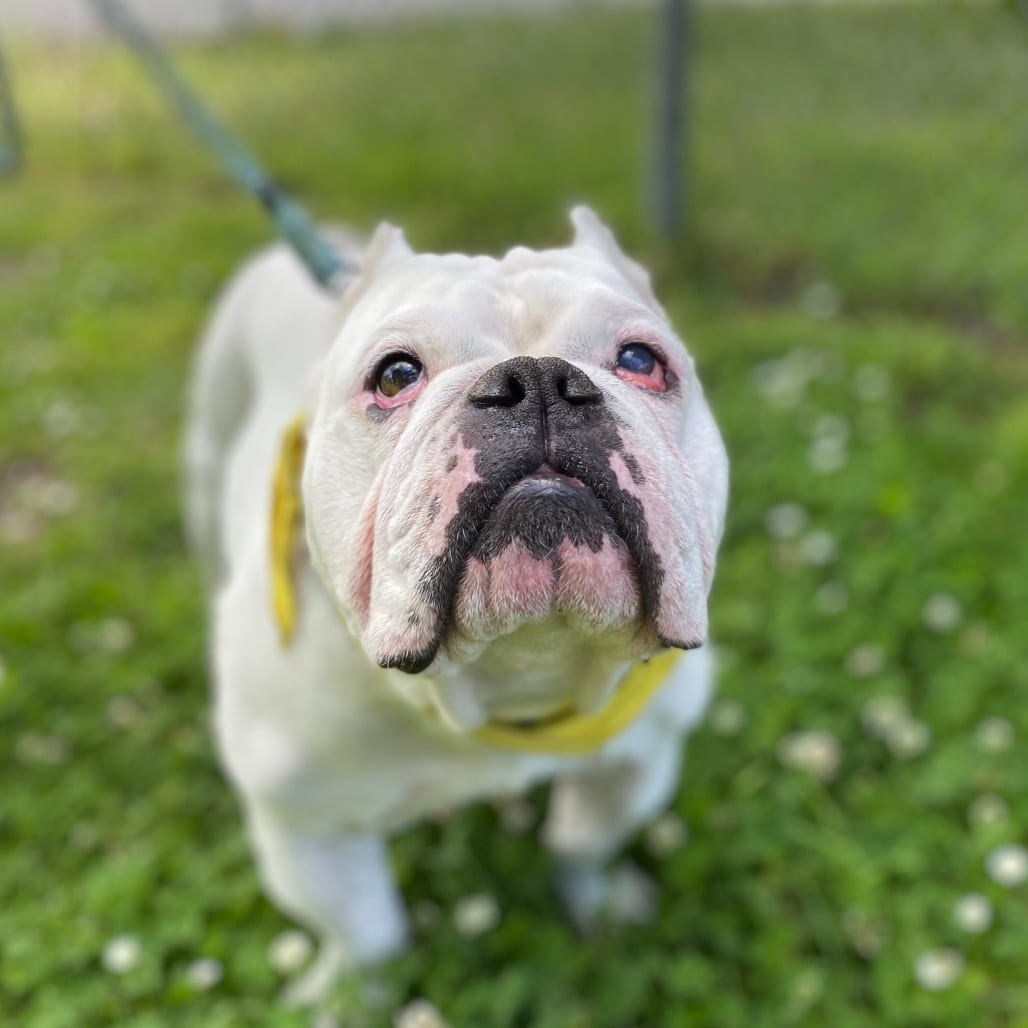 Photo of Johnny Cash, adoptable Bulldog, English in San Francisco, California