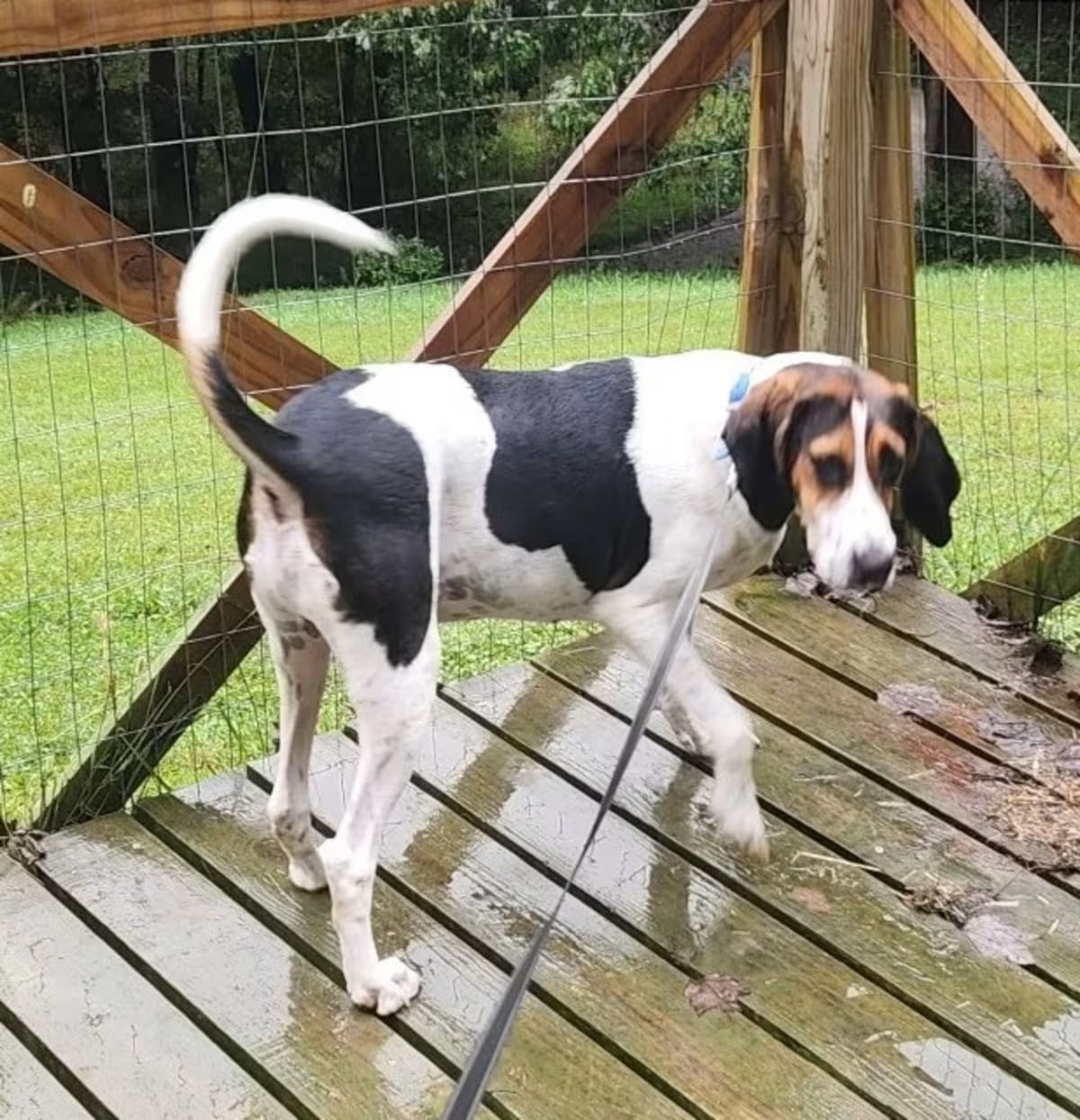 Photo of Mack, adoptable Treeing Walker Coonhound in Frederick, Maryland