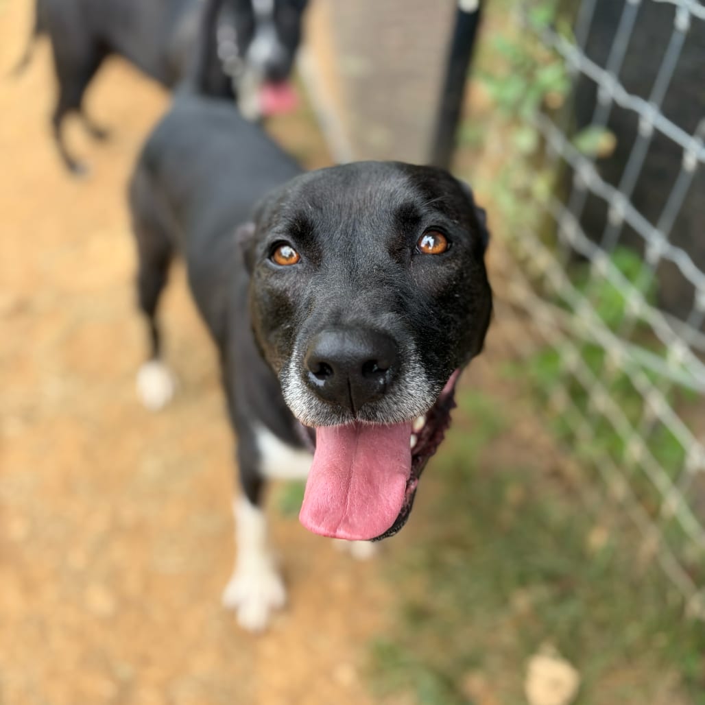 Photo of Jessy, adoptable Retriever, Labrador / Mixed Breed (Large) in Fairfax Station, Virginia