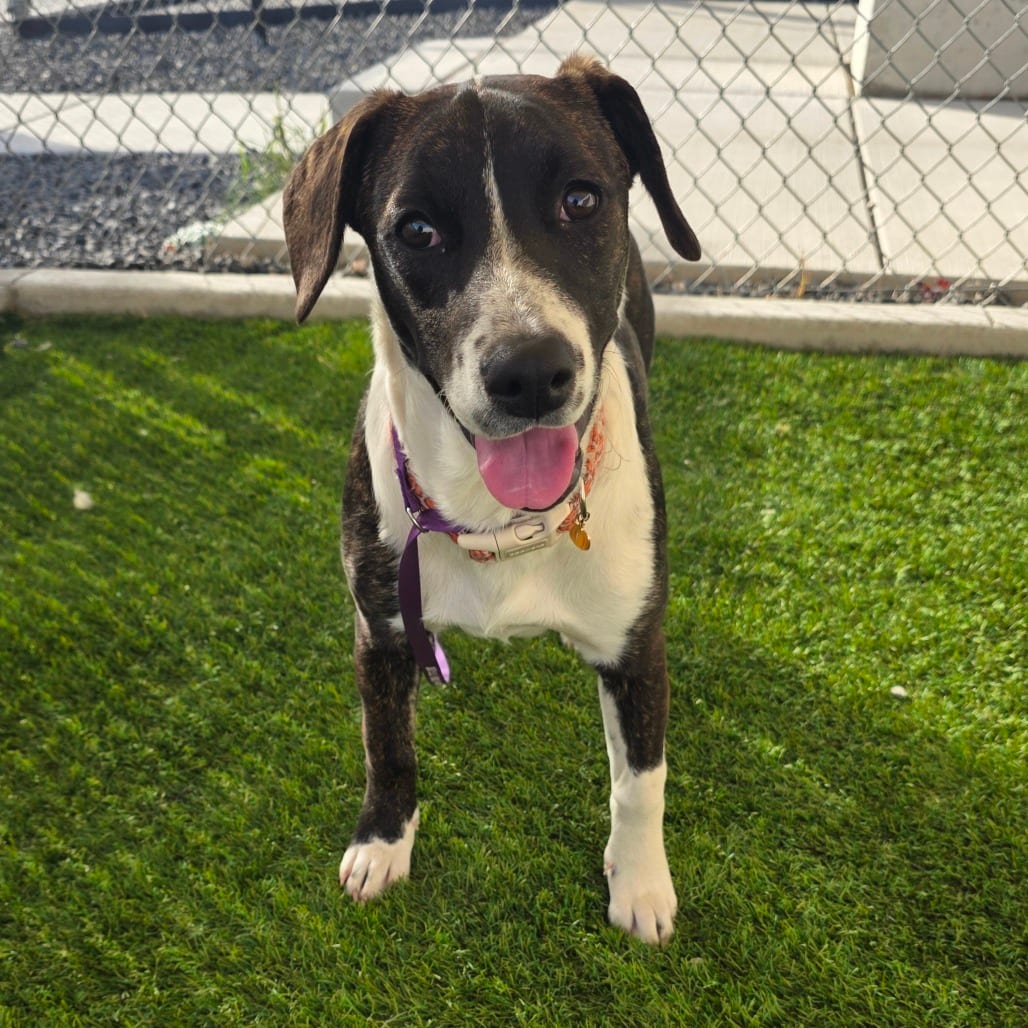 Photo of June, adoptable Coonhound / Terrier, American Pit Bull in Hayden, Idaho