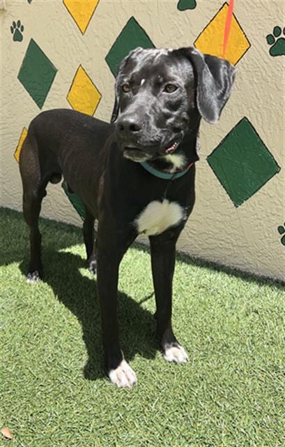 Photo of Hubert, adoptable Labrador Retriever in Winter Haven, Florida