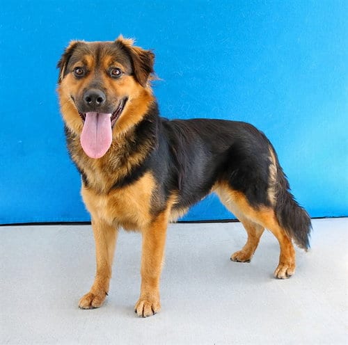 Photo of Post Malone, adoptable German Shepherd Dog in Baldwin Park, California