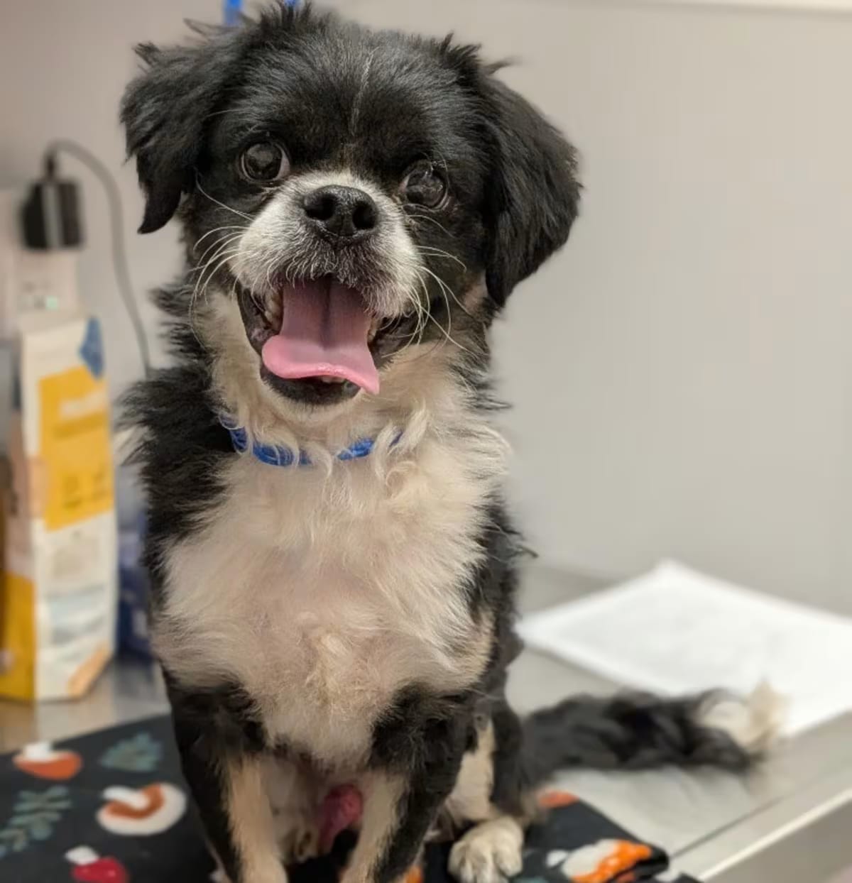 Photo of Mugsy, adoptable Pekingese Shih Tzu in Porterville, California
