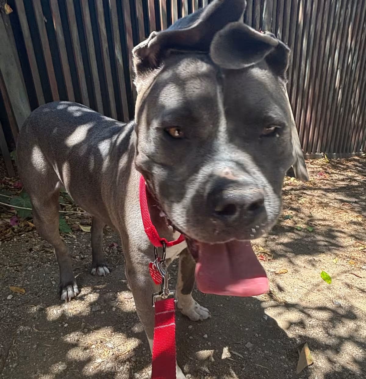Photo of Blue, adoptable Pit Bull Terrier in Boulder, Colorado