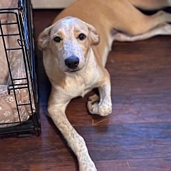 Photo of Hana, adoptable Border Collie Australian Cattle Dog in Scotch Plains, New Jersey
