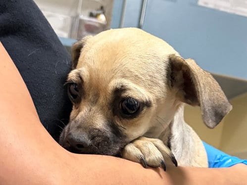 Photo of Hollow, adoptable Pug in Denver, Colorado