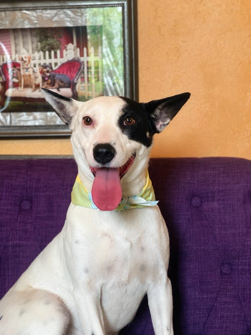 Photo of Stella Lonestar, adoptable Terrier in Rockaway, New Jersey