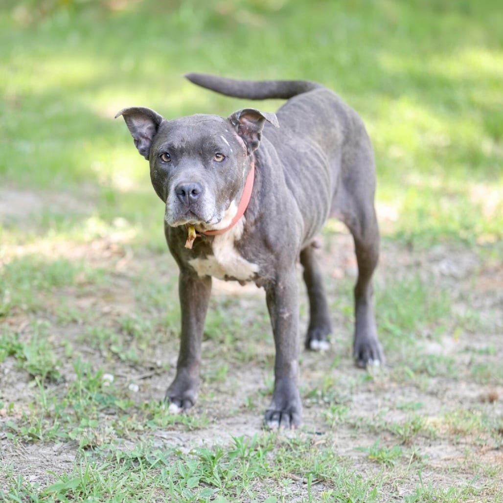 Photo of Rue, adoptable Unknown / Mixed Breed (Medium) in Whitestone, New York