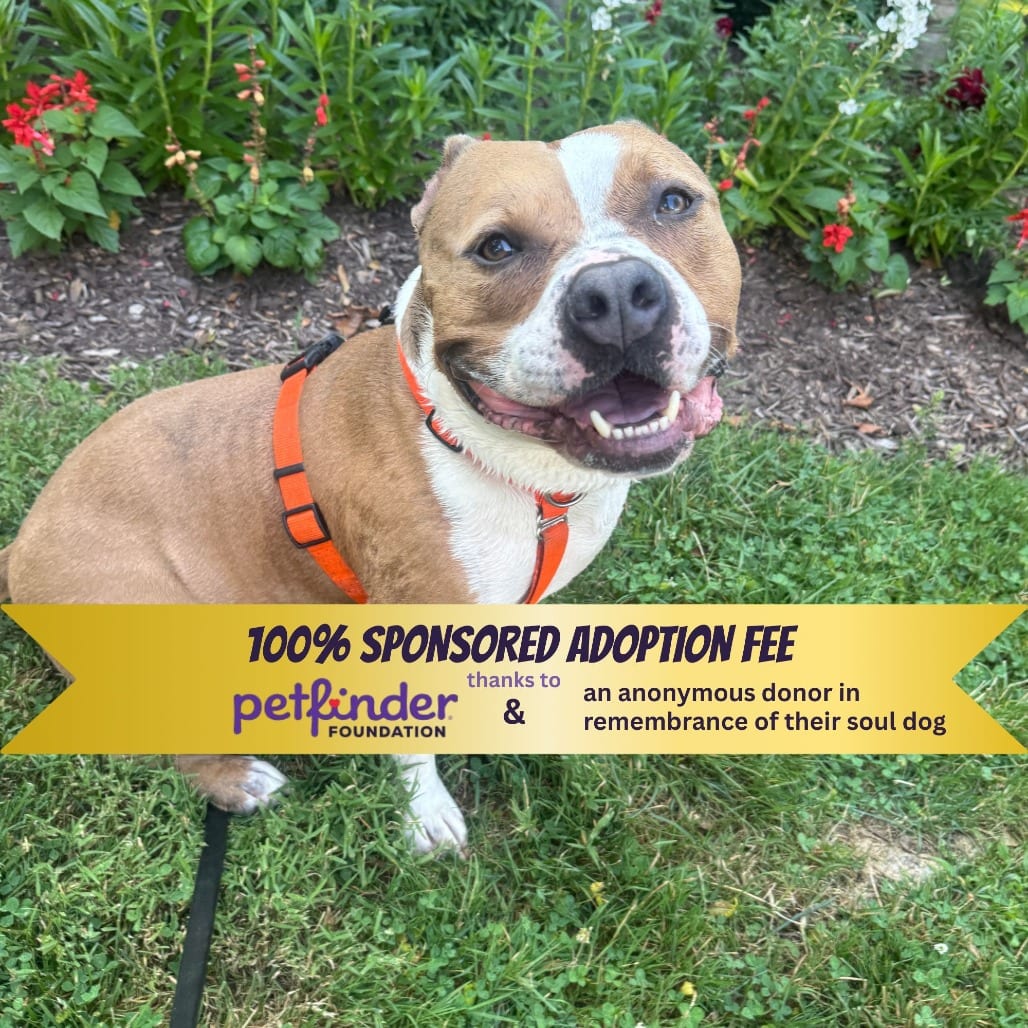 Photo of Drakey, adoptable Bulldog, American / Terrier, American Staffordshire in York, Pennsylvania