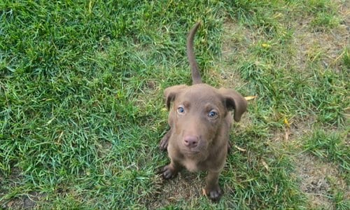 Photo of Cleo, adoptable Labrador Retriever in MIDWAY, Utah