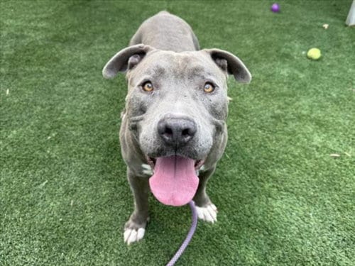 Photo of Bob, adoptable American Pit Bull Terrier in Los Angeles, California