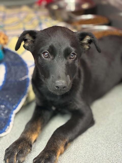 Photo of Leah, adoptable Cairn Terrier in Visalia, California