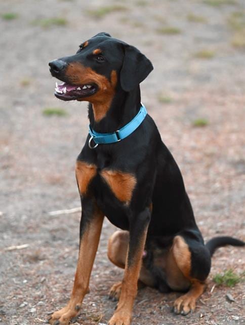 Photo of Debo, adoptable Doberman Pinscher in Santa Cruz, California