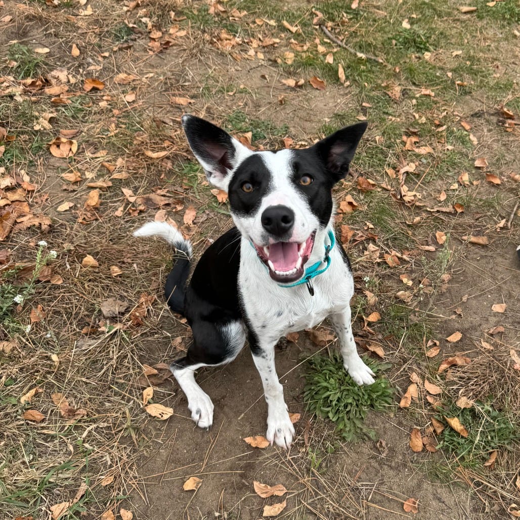 Photo of Finley, adoptable Collie / Mix in Wadena, Minnesota