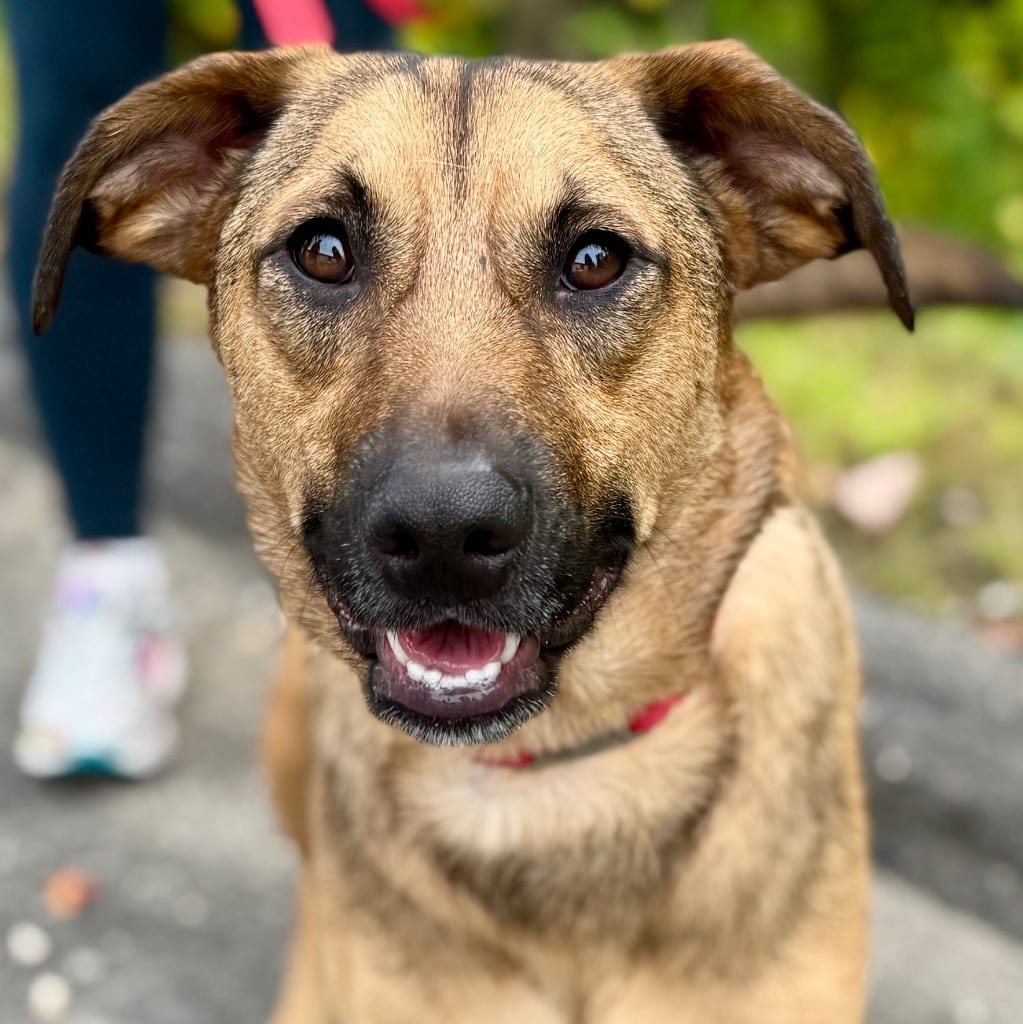 Photo of Sonar, adoptable Shepherd in Bloomfield, Connecticut