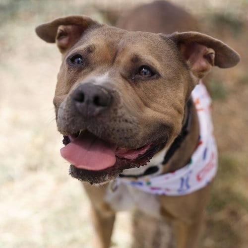 Photo of Remmy, adoptable American Staffordshire Terrier in San Antonio, Texas