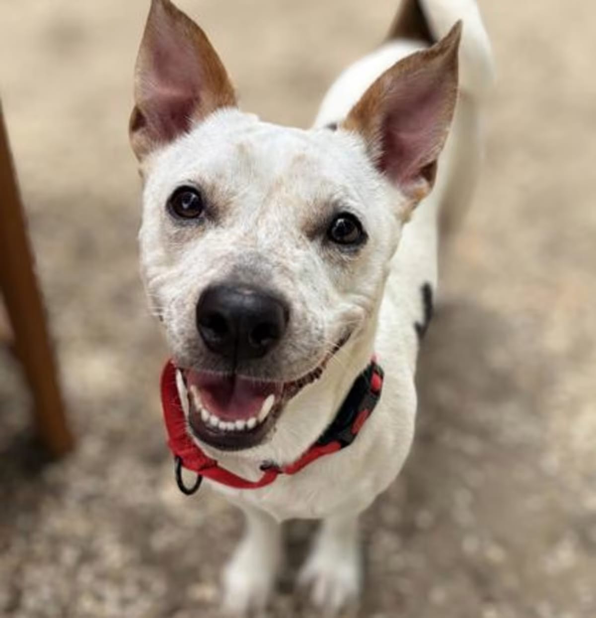 Photo of Sriracha, adoptable Jack Russell Terrier in Voorhees, New Jersey
