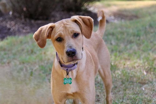 Photo of Josie, adoptable Retriever in Charlotte, North Carolina