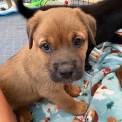 Photo of Snickers, adoptable Labrador Retriever Mixed Breed (Medium) in Denver, Colorado
