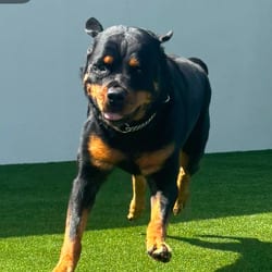 Photo of Stormy 6461, adoptable Rottweiler in Loxahatchee, Florida
