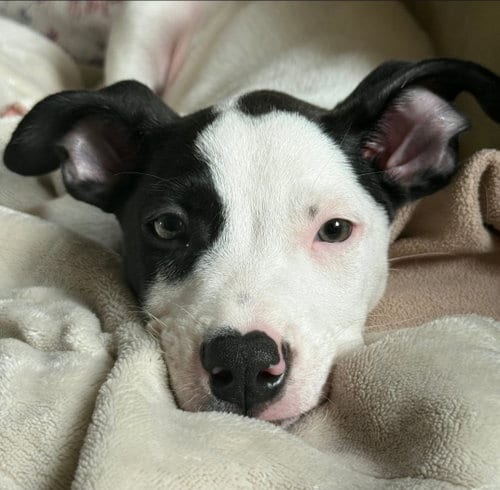Photo of Hero, adoptable American Pit Bull Terrier in Chester, Virginia
