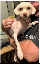Photo of Prilla, adoptable Maltese in West Bloomfield, Michigan