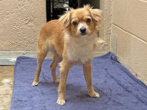 Photo of Mango, adoptable Chihuahua in Ojai, California