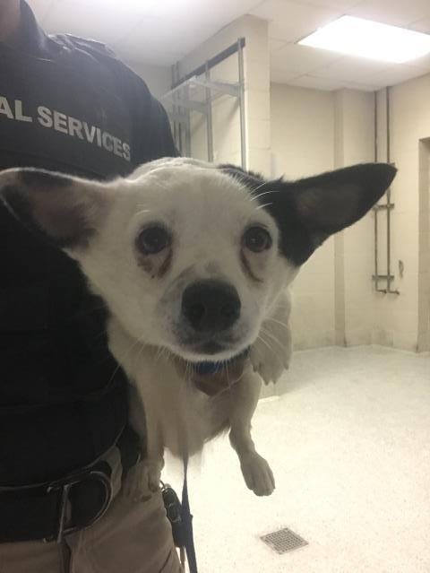 Photo of Chiquillo, adoptable Chihuahua in Conroe, Texas