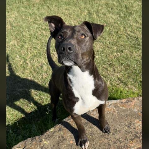 Photo of Cecilia, adoptable Labrador Retriever in Conroe, Texas