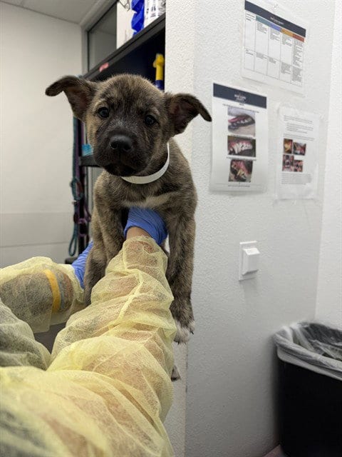 Photo of Serena, adoptable Dutch Shepherd in Mesa, Arizona