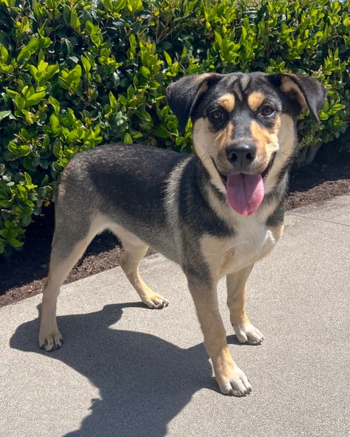 Photo of Bellatrix, adoptable Husky in Corona, California