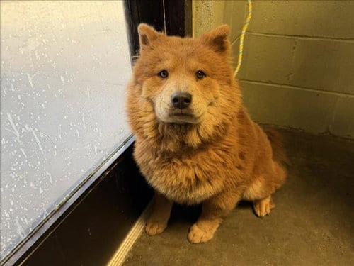 Photo of Pandora, adoptable Chow Chow in Tulsa, Oklahoma