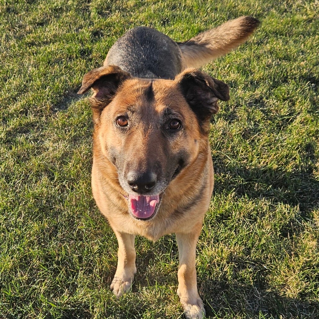 Photo of Stella- CCCR dog, adoptable Shepherd, German in Iowa and surrounding states, Iowa