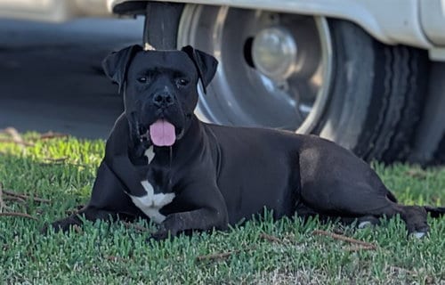 Photo of A5804440, adoptable Boxer in Baldwin Park, California