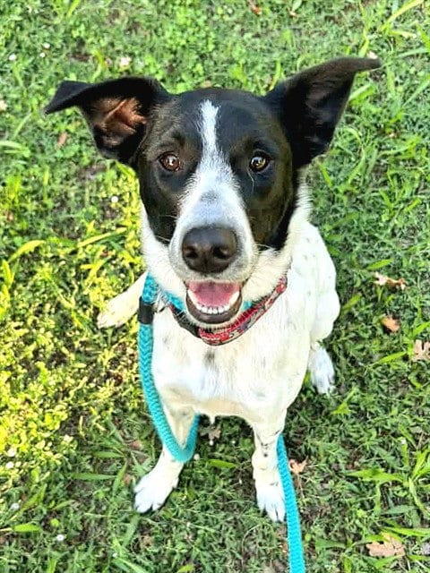 Photo of Kira, adoptable Border Collie in Sacramento, California