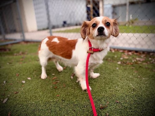 Photo of Lily, adoptable Chihuahua in Orlando, Florida