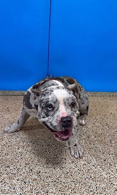 Photo of Titan, adoptable French Bulldog in Miami, Florida