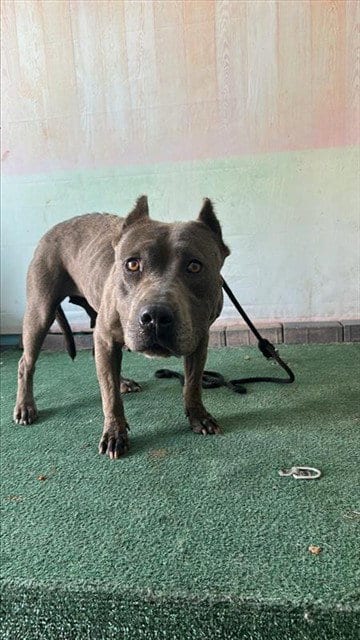 Photo of Azula, adoptable Pit Bull Terrier in Baldwin Park, California