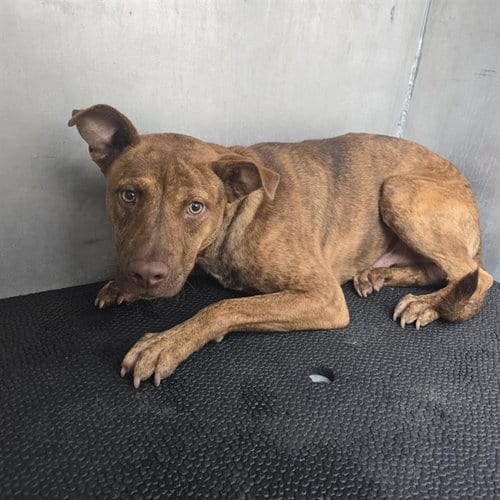 Photo of Tootsie Roll, adoptable Black Mouth Cur in Conroe, Texas
