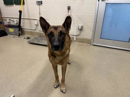 Photo of Wolverine, adoptable German Shepherd Dog in Grand Prairie, Texas