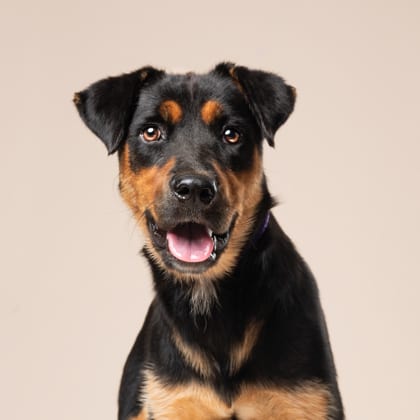 Photo of Leslie, adoptable dog in Atlanta, Georgia