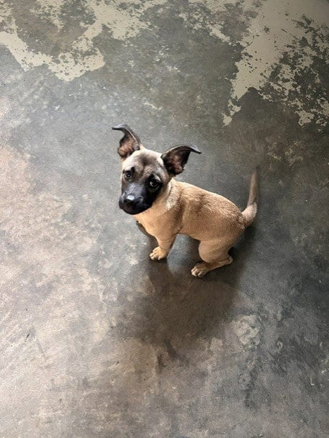 Photo of Gigi, adoptable Black Mouth Cur in Tallahassee, Florida