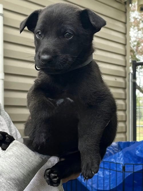Photo of Crosby, adoptable Labrador Retriever in Willingboro, New Jersey