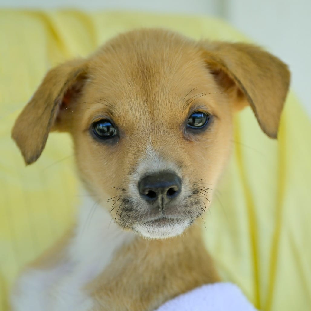 Photo of Jelly, adoptable Retriever, Labrador / Mix in Chapel Hill, North Carolina
