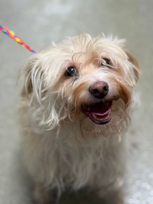Photo of Chikis, adoptable Terrier in Las Vegas, Nevada